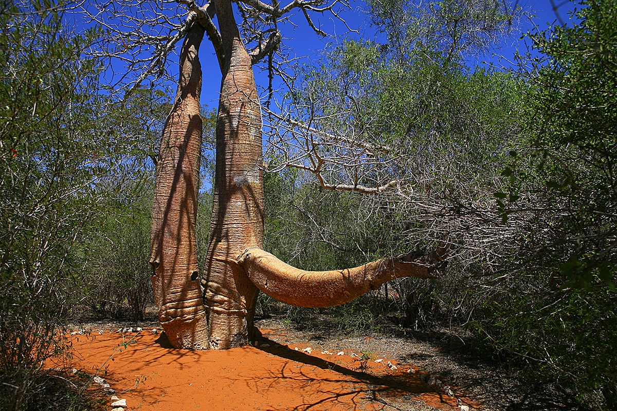 Baobab, rezervace Reniala, západní Madagaskar