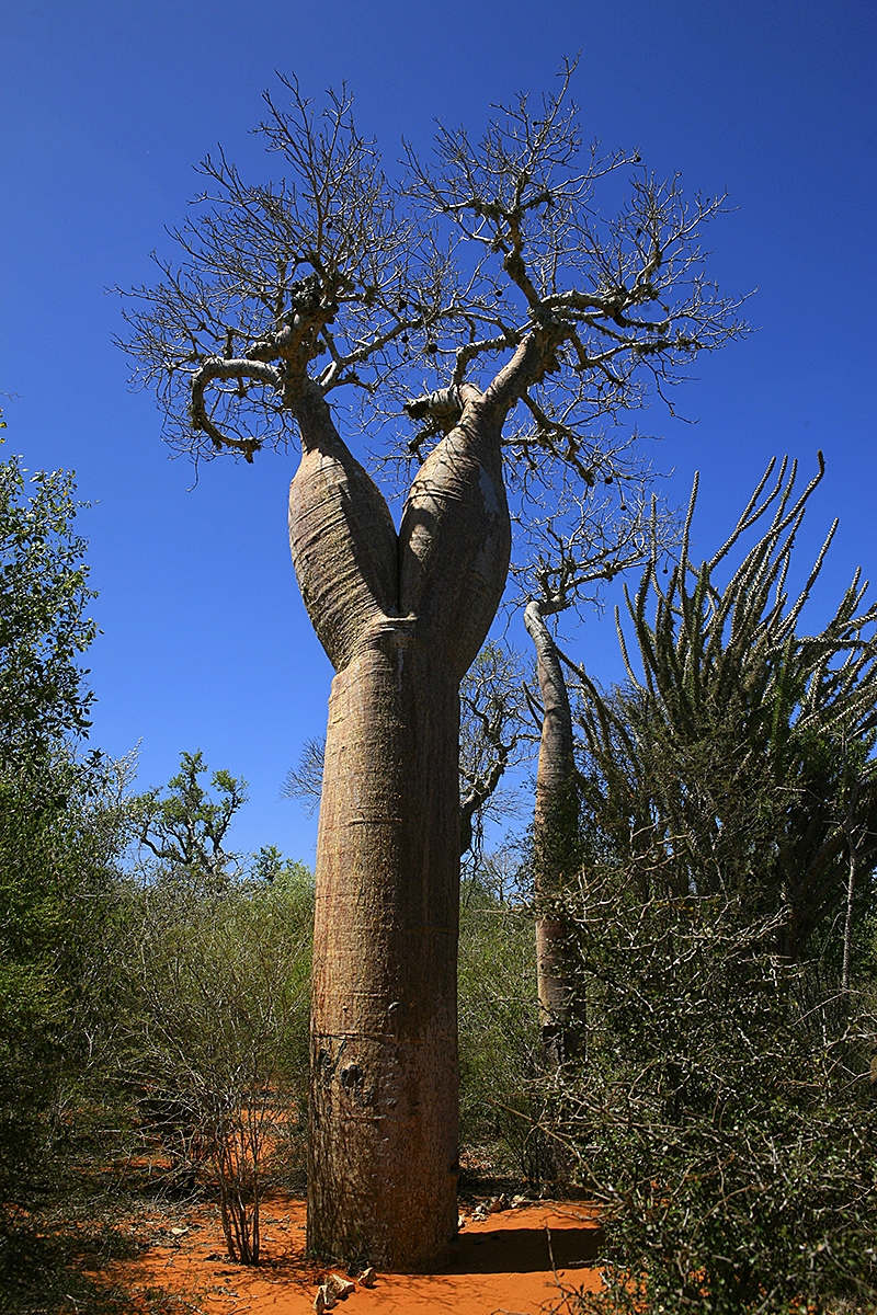 Baobab, rezervace Reniala, Madagaskar