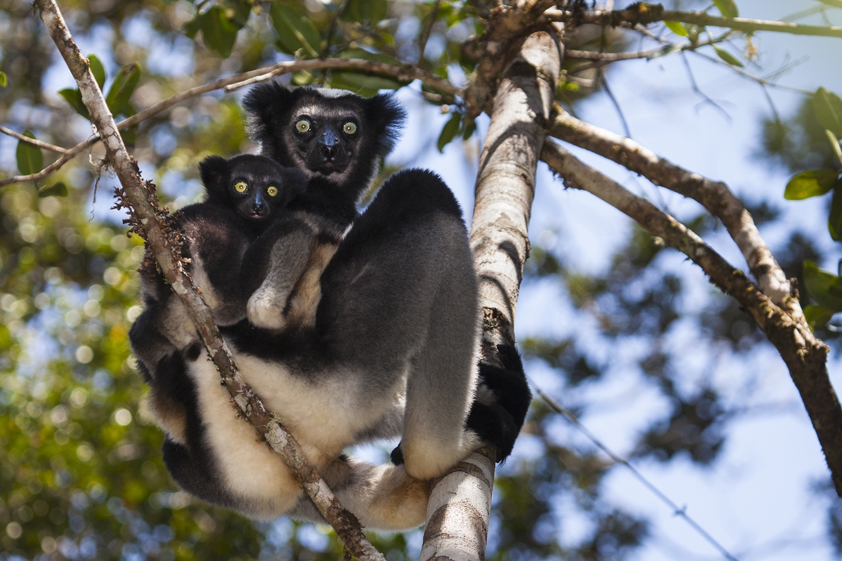 Indri - park Andasibe-Mantadia