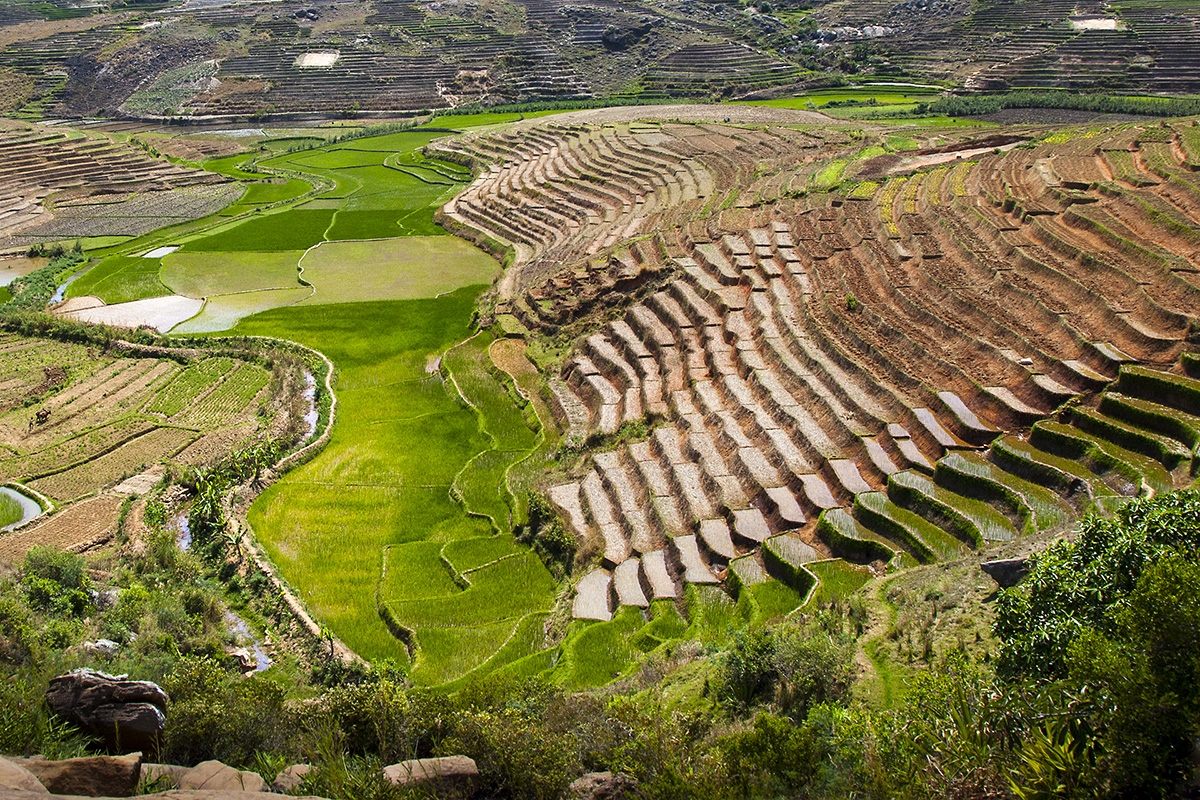 Rýžová políčka, Madagaskar