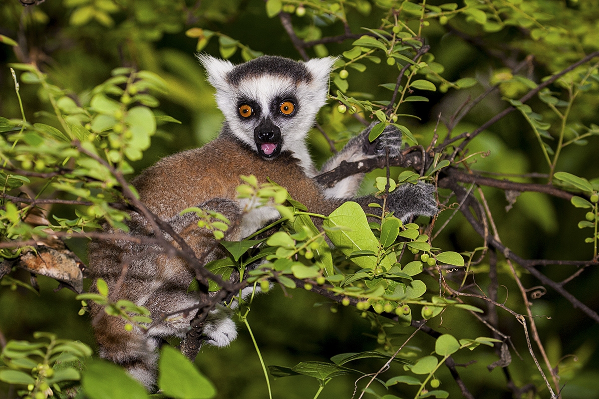 Lemur kata, park Anja, Madagaskar