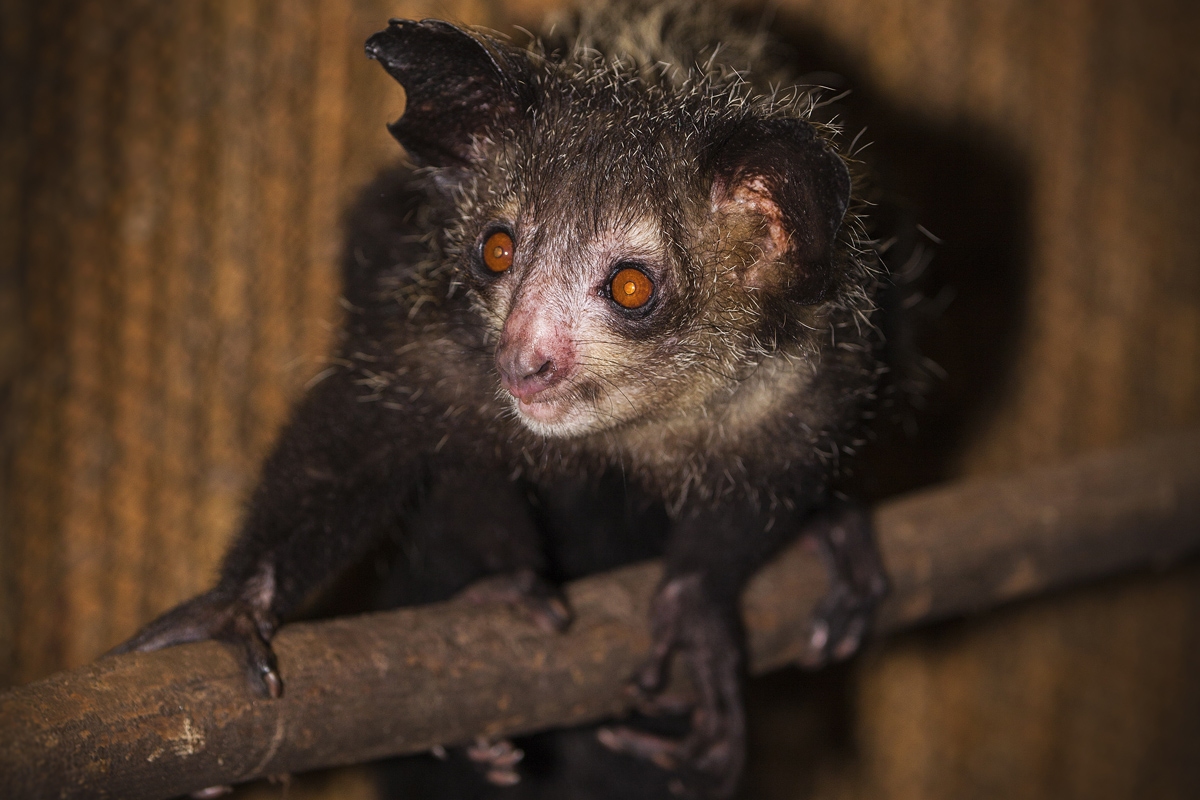 Ksukol ocasatý (Aye-aye)