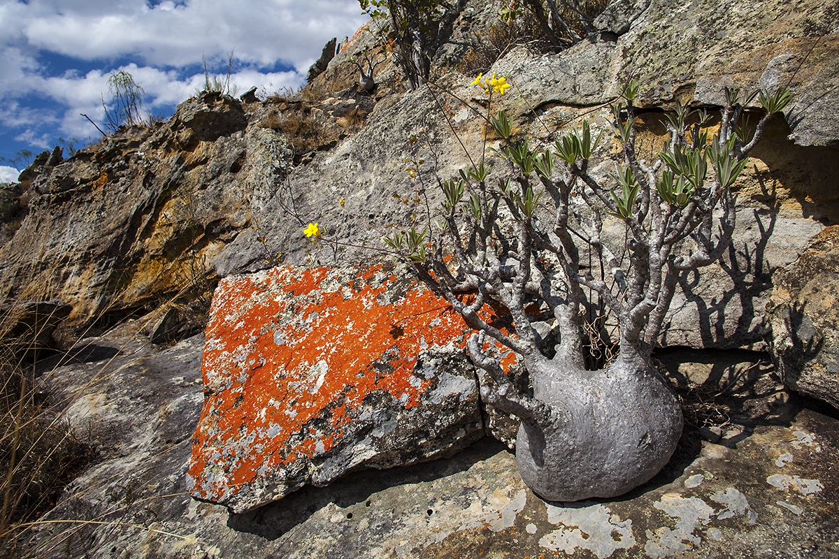 Pachypodium v parku Isalo, Madagaskar