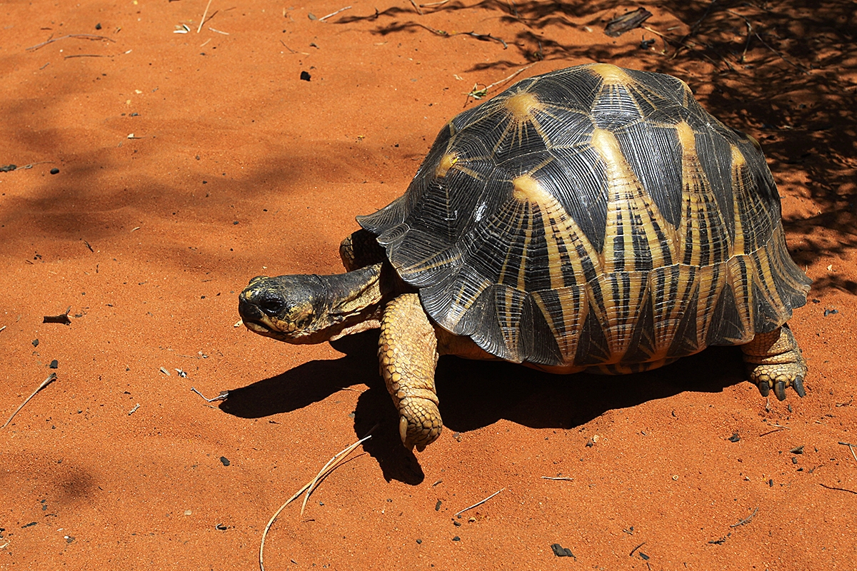 Želva paprsčitá, rezervace Reniala, Madagaskar