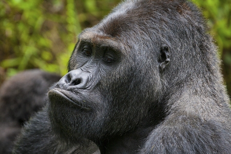 Gorila východní (Gorilla beringei graueri)