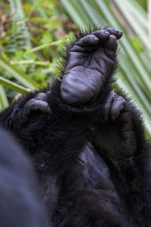 Gorila východní