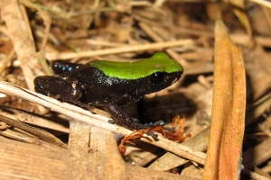 Mantella laevigata