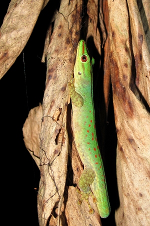 Phelsuma guttata