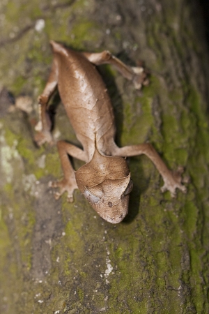 Uroplatus phantasticus