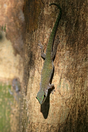 Phelsuma seippi