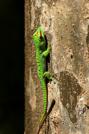 Felsuma madagaskarská