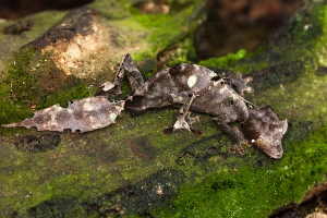 Uroplatus phantasticus