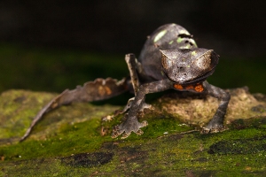 Uroplatus phantasticus