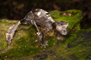 Uroplatus phantasticus