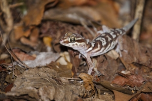 Gekon madagaskarský