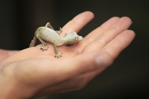 Uroplatus phantasticus