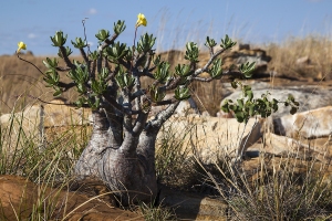 Pachypodium rosulatum