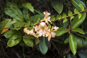 Rododendron