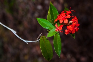 Divoký rododendron