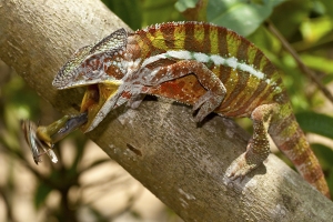 Chameleon pardálí