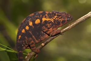 Chameleon pardálí