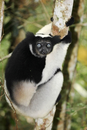 Indri