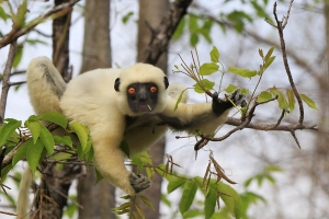 Sifaka Deckenův