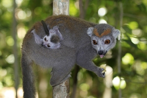 Lemur korunkatý